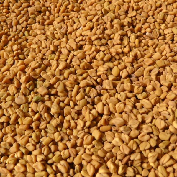 Indian Fenugreek Seeds - Image 4