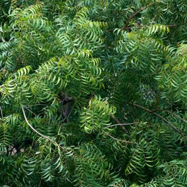 Indian Neem leaves - Image 3