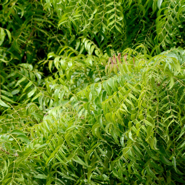 Indian Neem leaves - Image 2