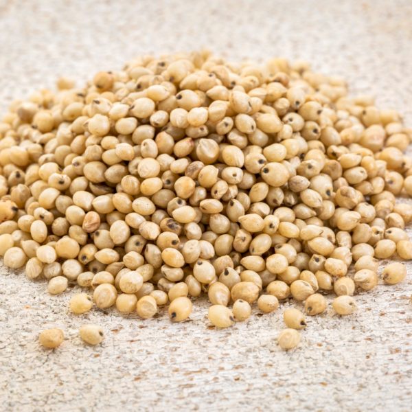 Sorghum Millet (Jowar) - Image 3