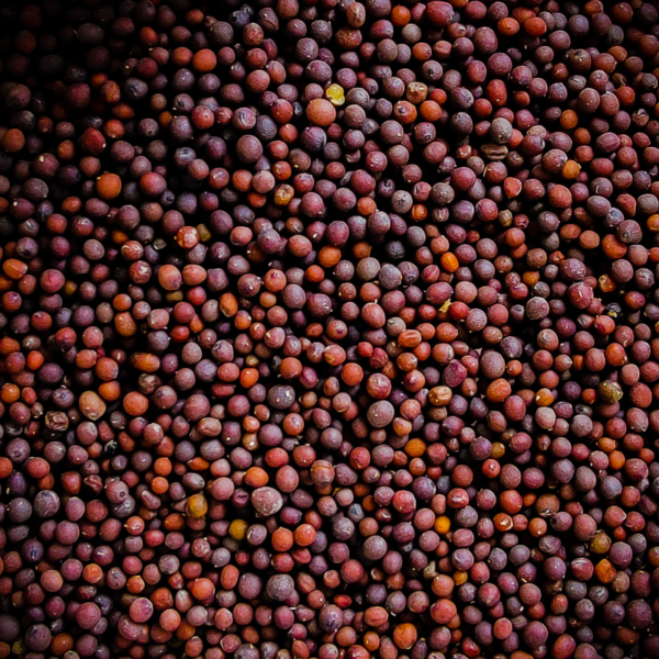 Yellow and black Mustard Seeds - Image 3