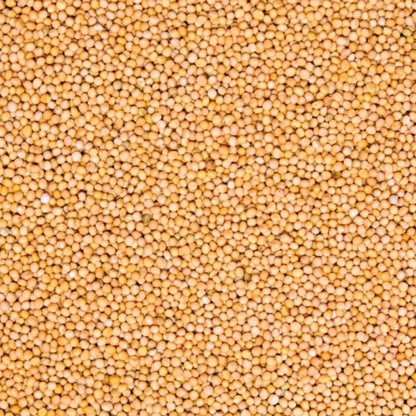 Yellow and black Mustard Seeds - Image 2