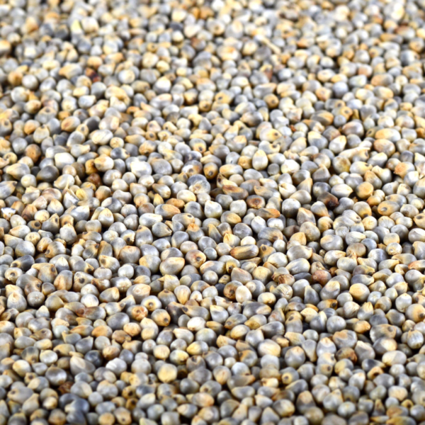 Pearl Millet (Bajra)