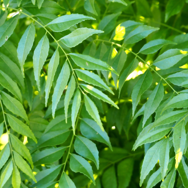 Fresh Curry Leaves - Image 4