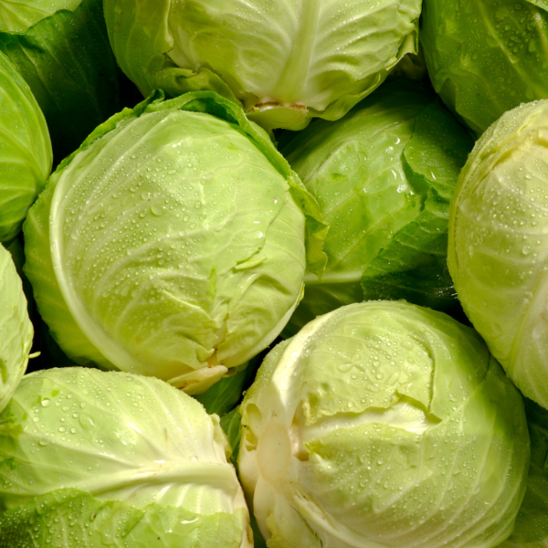 Fresh Organic Cabbage