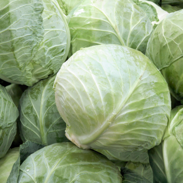 Fresh Organic Cabbage - Image 2