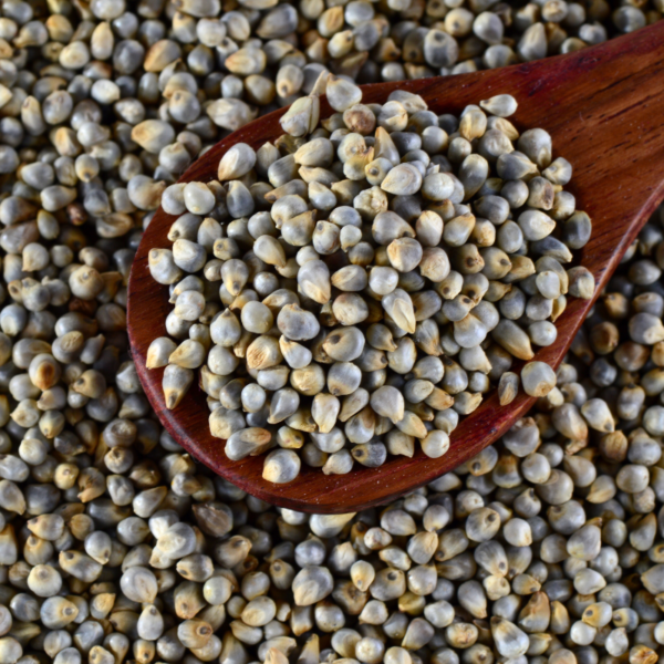 Pearl Millet (Bajra) - Image 4