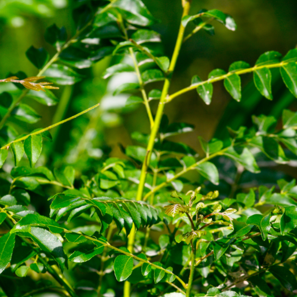 Fresh Curry Leaves - Image 3