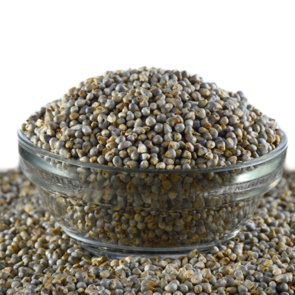 Pearl Millet (Bajra) - Image 3