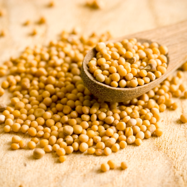 Yellow and black Mustard Seeds
