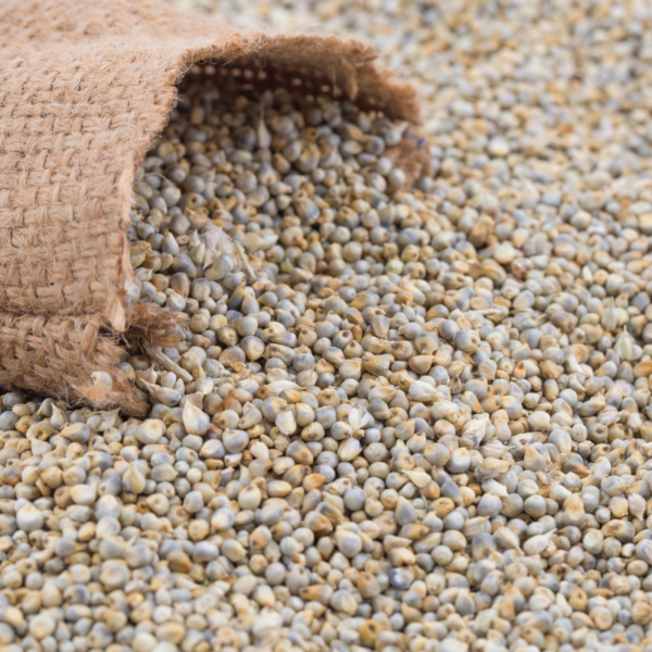 Pearl Millet (Bajra) - Image 2