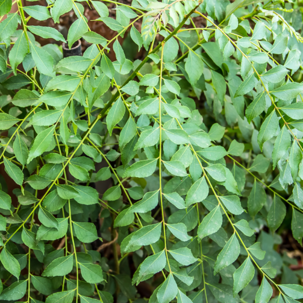 Fresh Curry Leaves