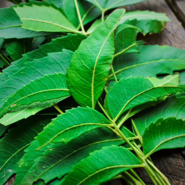 Indian Neem leaves