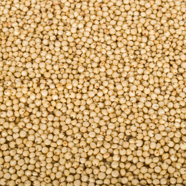 Sorghum Millet (Jowar)